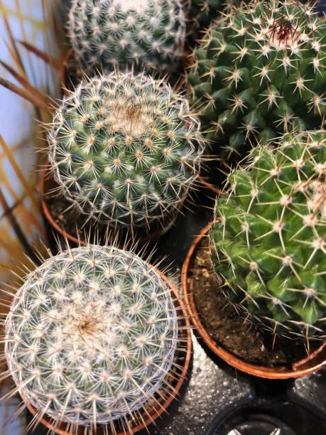 istock Cactuses in pots for sale 1125786216