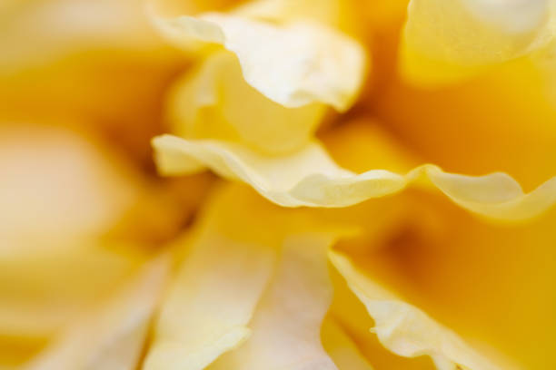 istock rose flower closeup abstract background 1125786281