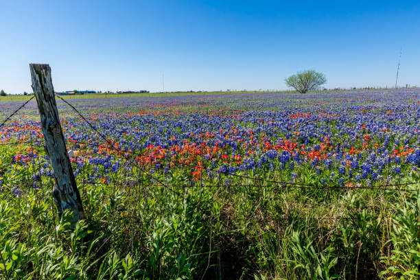 a wide angle view of a beautiful field blanketed with the famous texas bluebonnet (lupinus texensis) wildflowers. - barbed wire rural scene wooden post fence imagens e fotografias de stock