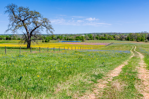 Old Texas Country Dirt Road Next to a Field of Colorful Wildflowers