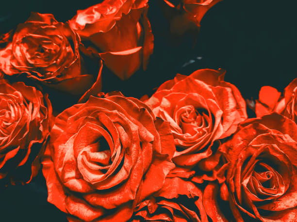 flowers wall background with amazing roses