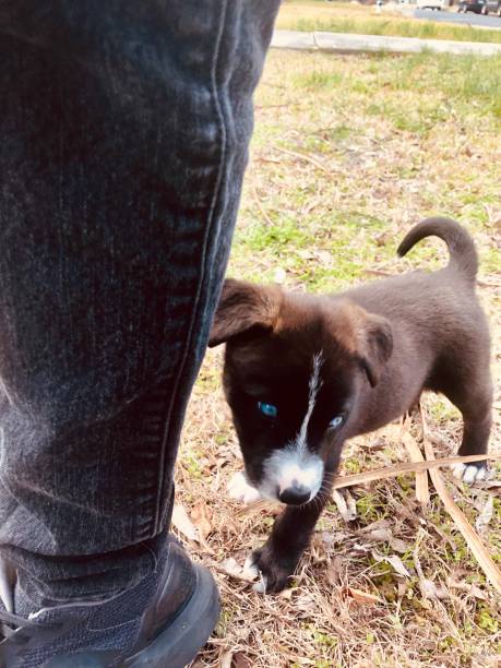 istock My   Blue-Eyed Puppy 1125786456