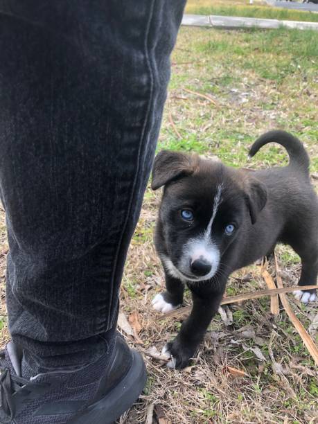 istock My   Blue-Eyed Puppy 1125786463