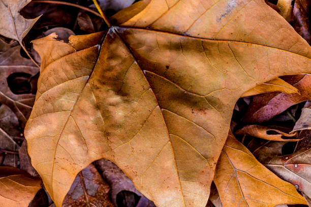 istock Closeup of Beautiful Intricate Fall Foliage. 1125787386