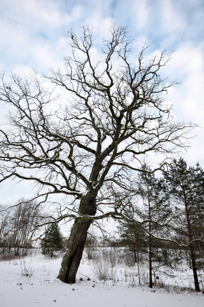 istock Winter landscape in snowy forest 1125788251