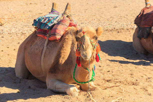 Muzzled camel close-up with yellow knitted muzzle.