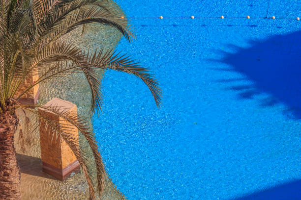 istock Palm tree near a swimming pool. View from above 1125788356