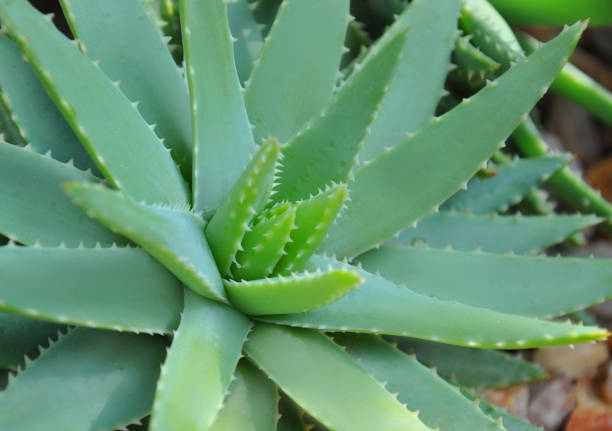 istock Type of Succulent Agave Close-Up 1125788609