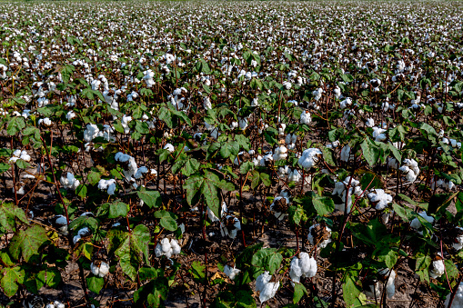 Wide Angle View of a Field Full of Raw Cotton Growing in a Texas Cotton Field.