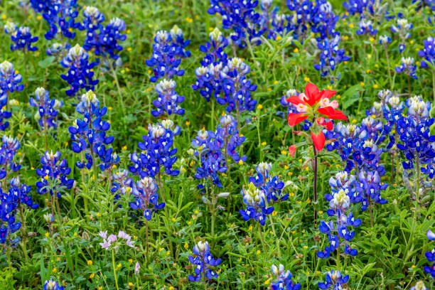 istock Famous Texas Bluebonnet (Lupinus texensis) Wildflowers. 1125789943