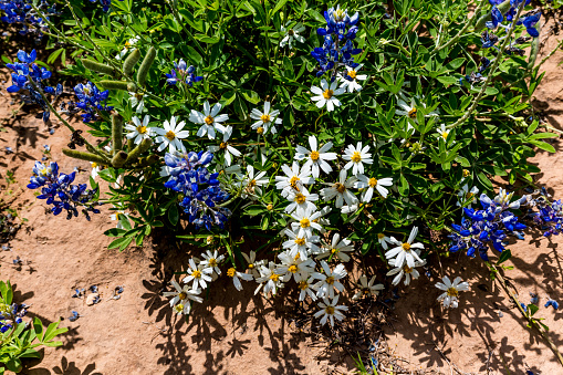 White Petaled Blackfoot Daisy, (Melampodium leucanthum), Wildflowers with a few Bluebonnets in Texas