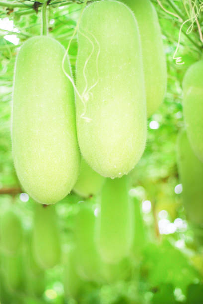 Fresh green winter melon organic or benincasa hispida  group with water drop natural patterns hanging on tree background