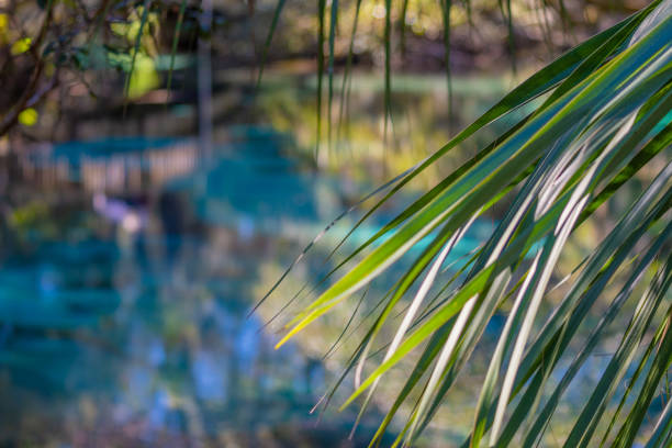 palm fronds - spring forest scenics reflection imagens e fotografias de stock