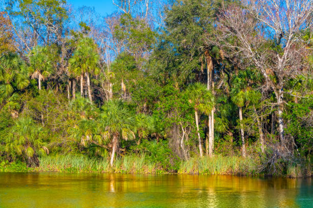 istock Alexander Springs in Ocala National Forest 1125794020