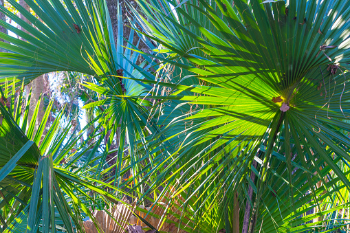 Palm leafs against light blue sky background with copy space, full frame horizontal composition