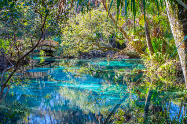 juniper-frühling in ocala national forest - woods reflection famous place standing water stock-fotos und bilder