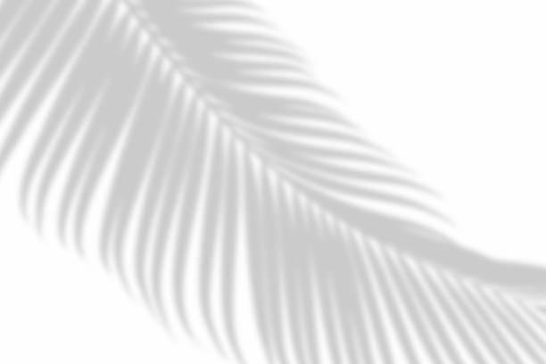 istock Abstract of shadows palm leaves on a white wall background. black and white 1125798595