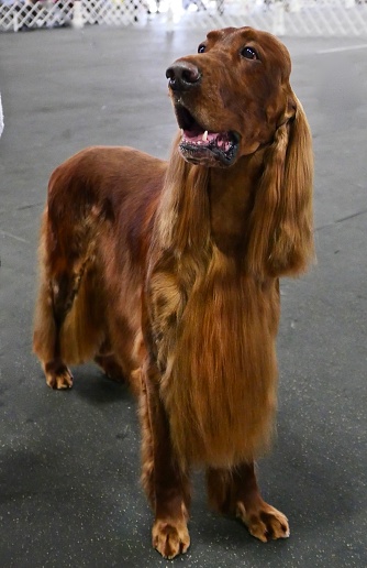Irish Setter Dog Stock Photo - Download Image Now - Animal Body Part, Animal  Hair, Animal Welfare - iStock