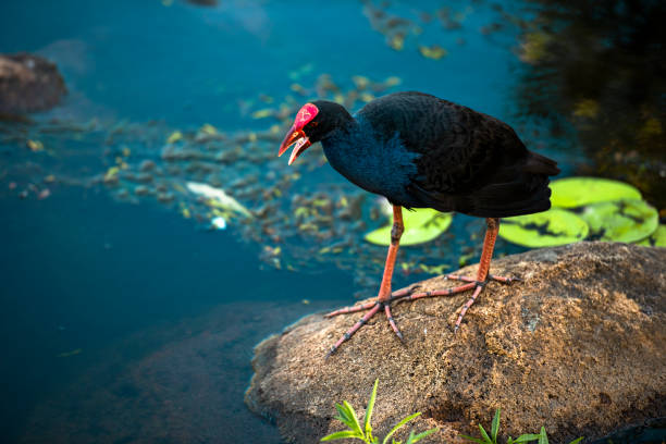 istock Purple Swamphen 1125799907