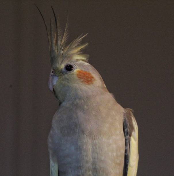 istock Interest of a Bird 1125801096