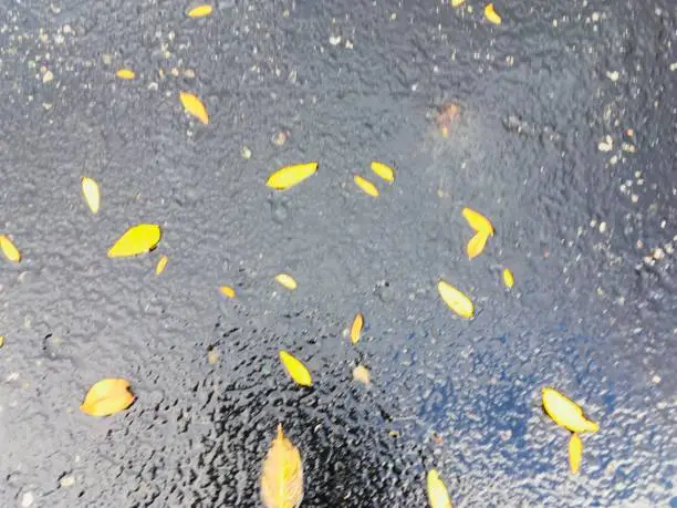 Yellow leaves on wet asphalt