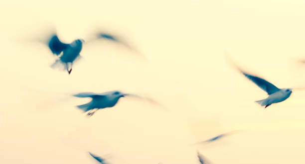 istock Seagulls flying in sunset sky,Abstract motion blur background 1125803158