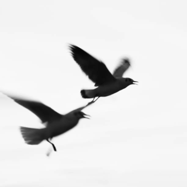 istock Seagulls flying in sunset sky,Abstract motion blur background with low speed shutter 1125804365