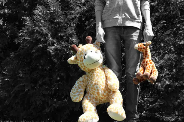 Two stuffed animal Giraffes being held as if a child were playing with them