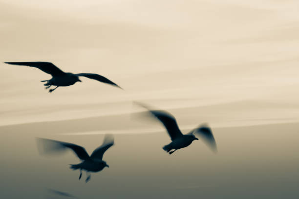 istock Seagulls flying in sunset sky,Abstract motion blur background with low speed shutter 1125804393