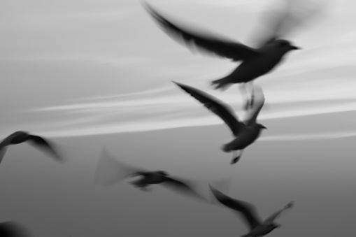 Seagulls flying in sunset sky,Abstract motion blur background with low speed shutter and monochrome image