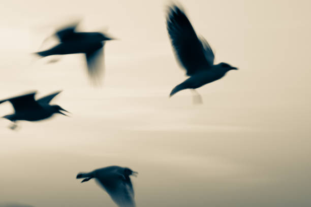 istock Seagulls flying in sunset sky,Abstract motion blur background with low speed shutter 1125804429