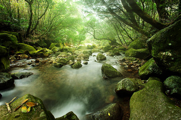 istock river nature landscape with stream in rainforest nature 1125806100