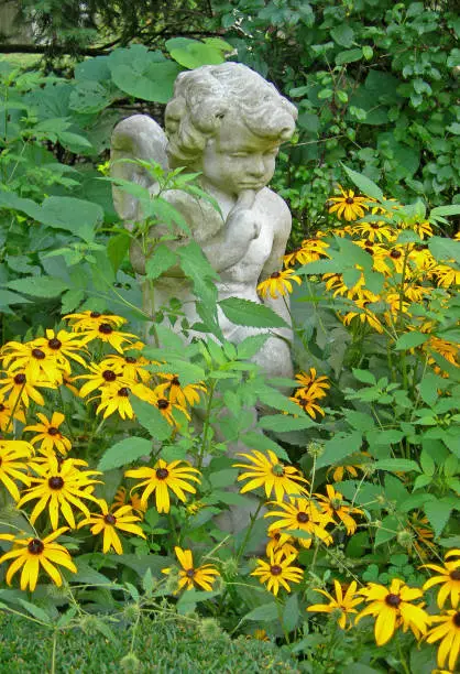 black-eyed-Susans with a statue in a garden, summer
Downers Grove, Illinois  USA