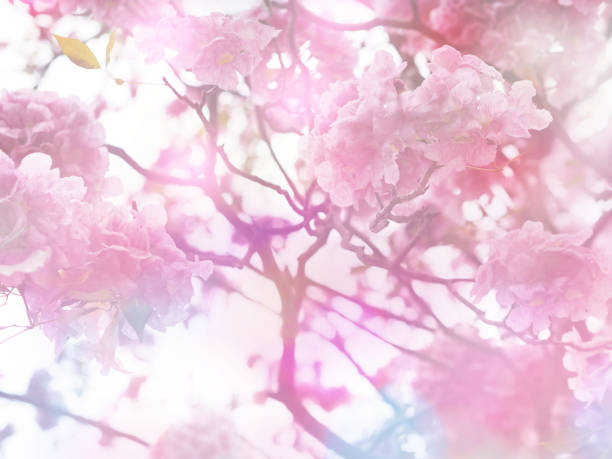 istock Pink trumpet flowers 1125806269