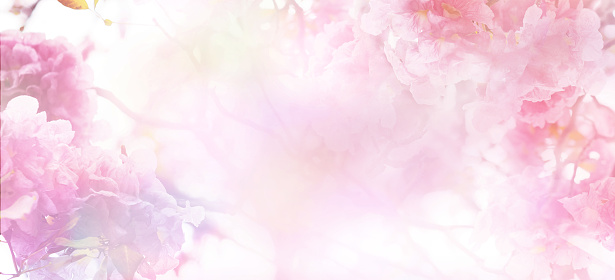 Abstract floral backdrop of pink flowers over pastel colors with soft style for spring or summer time. Banner background with copy space.