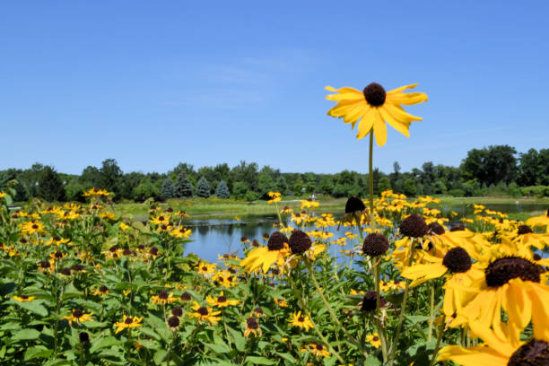 istock Black-eyed-Susans by a Pond 1125806385