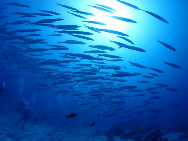 istock Bigeye Barracuda in the sea. 1125807697