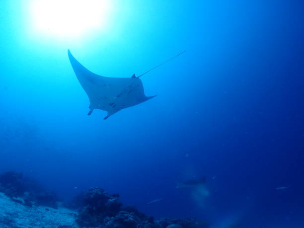 istock Giant Manta in the sea. 1125807703