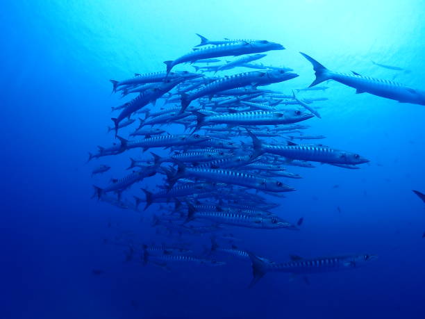 istock Giant Barracuda in the sea. 1125807712