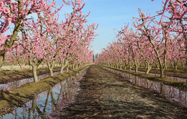 Photo of Peach orchard alley