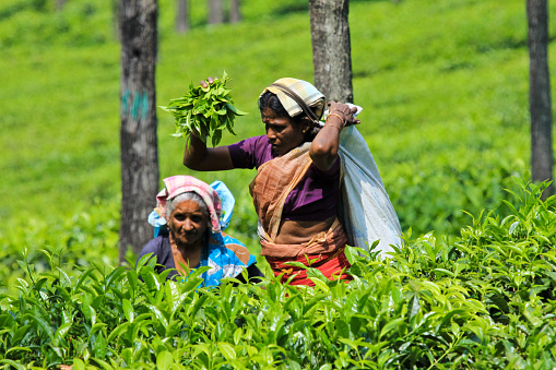 04/11/2013 - Ooty TN India : Taken this picture at the tea plantation in hill station of Ooty in southern India of women plucking tea leafs. Women mainly work in the tea plantation and send the collected leafs to factory for processing.