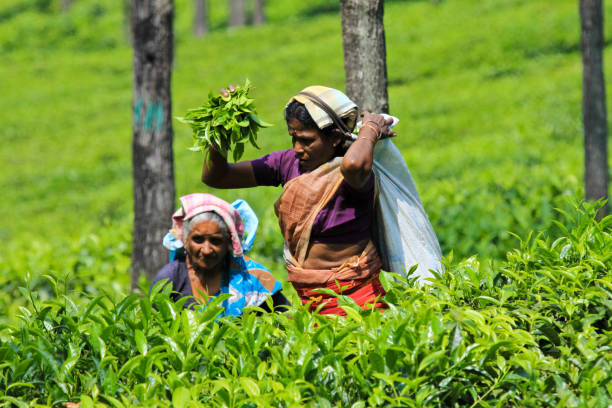women at tea plantation in ooty tamil nadu india - tea crop picking indian culture tea leaves imagens e fotografias de stock