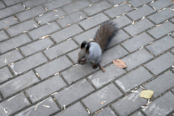 istock A fluffy gray squirrel sits and gnaws nuts on the pavement in the fall. 1125812762