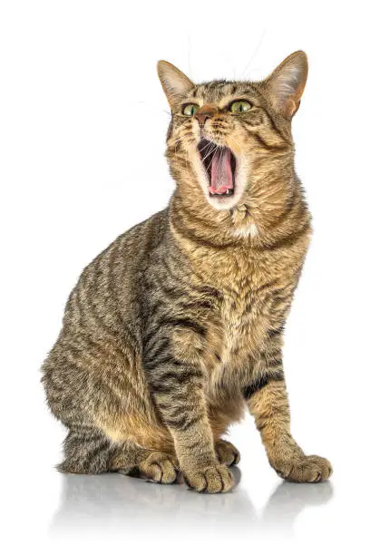 Photo of Cat yawning