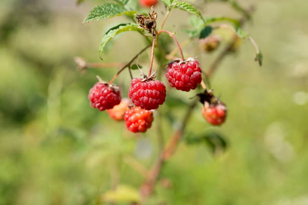 istock Berries reparative raspberries (Rubus idaeus) ripened on a branch in autumn 1125812788