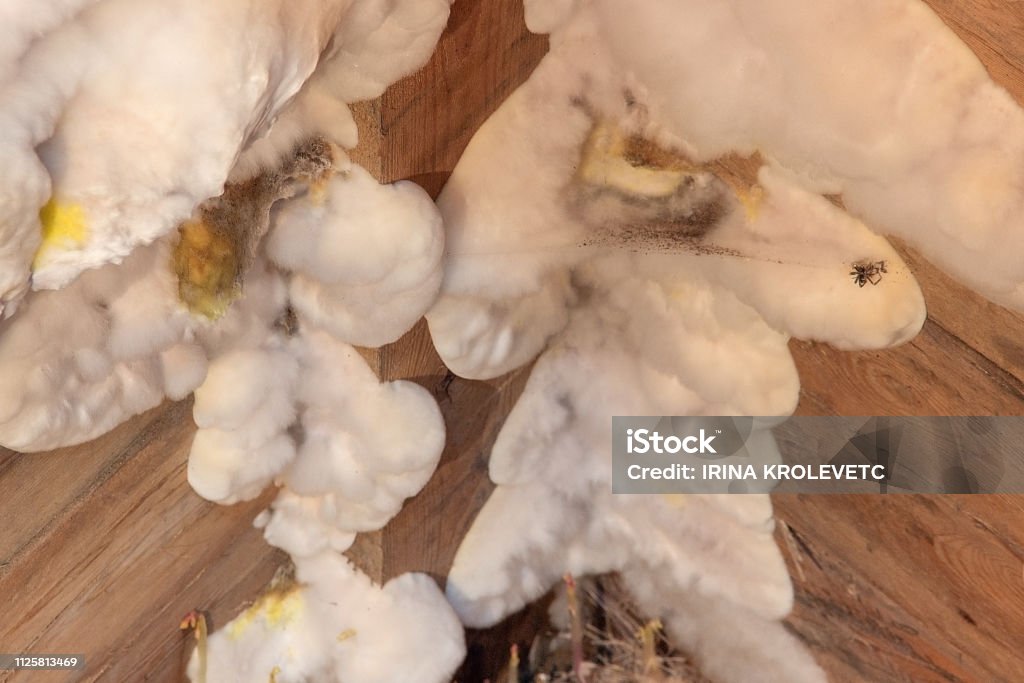 White yellow fluffy mold fungus on wooden board in cellar, attic, basement in residential building White yellow fluffy mold fungus on wooden board in cellar, attic, basement in residential building. Fungal Mold Stock Photo
