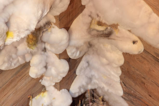 White yellow fluffy mold fungus on wooden board in cellar, attic, basement in residential building stock photo