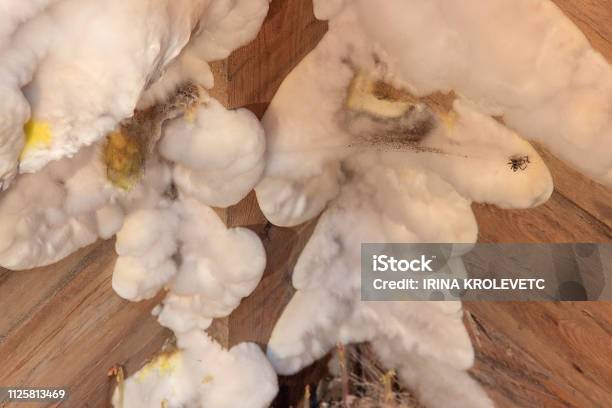 White Yellow Fluffy Mold Fungus On Wooden Board In Cellar Attic Basement In Residential Building Stock Photo - Download Image Now