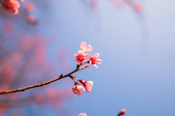 istock Spring blossom pink flowers Beautiful nature 1125814385