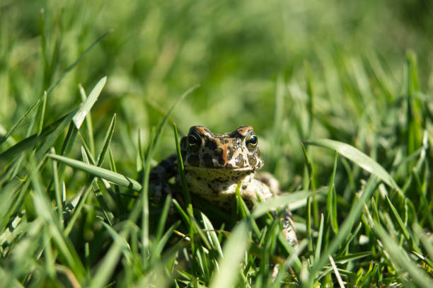 istock Frog sits in the grass full face close-up 1125816622